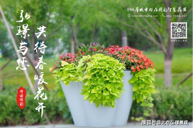 花与情感，自然之美与人类情感的完美融合