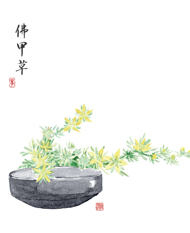 花与情感，自然之美与人类情感的完美融合