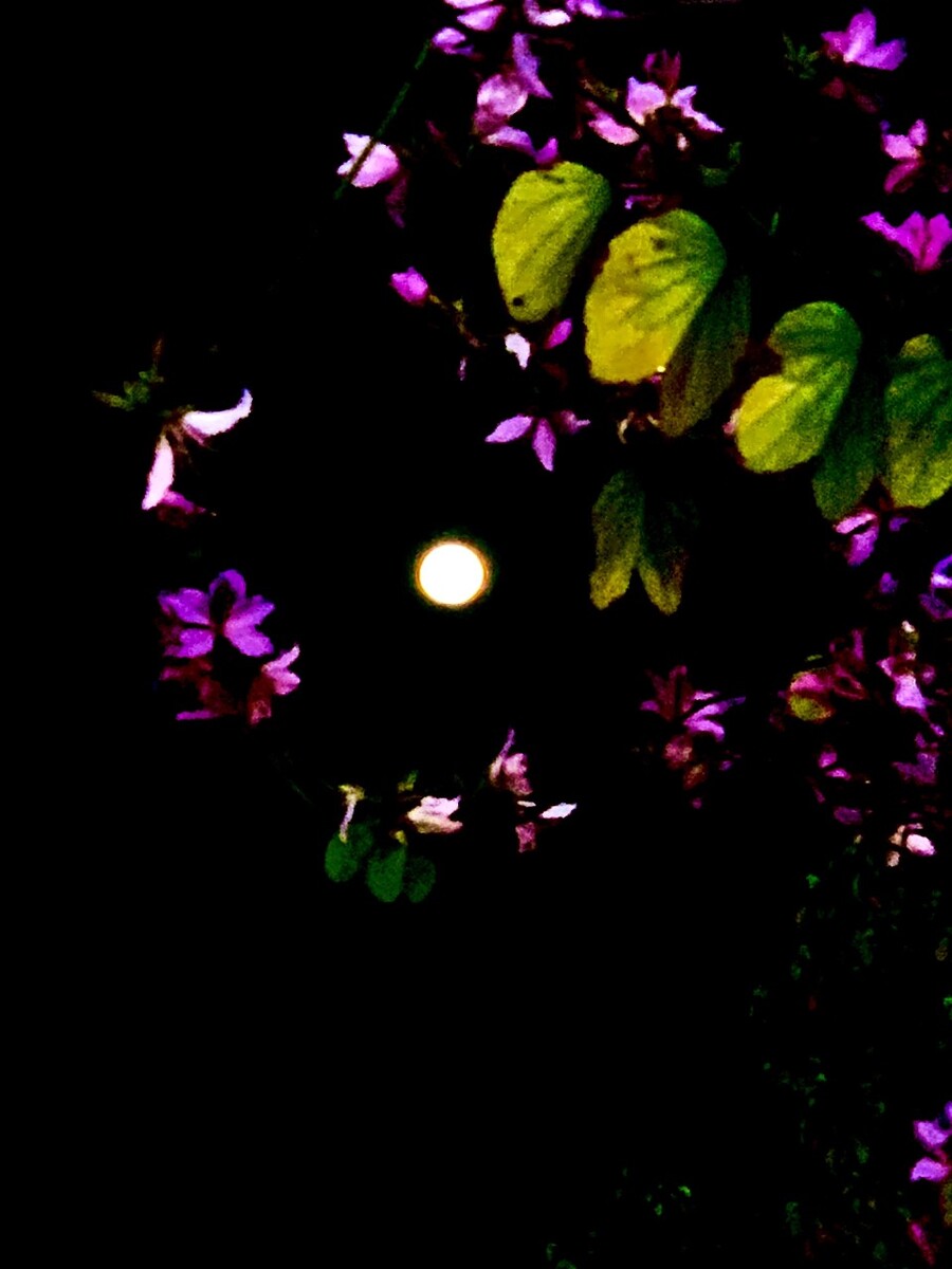 花与月，自然之美的对仗