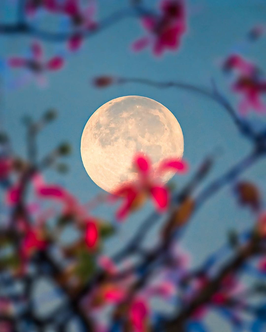 花与月，自然之美的对仗