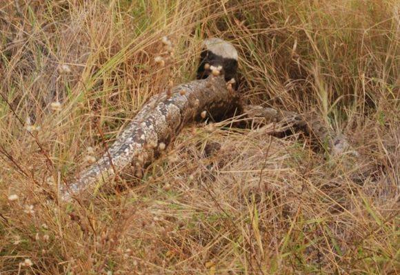 动物百科题库答案，探索动物世界的奥秘