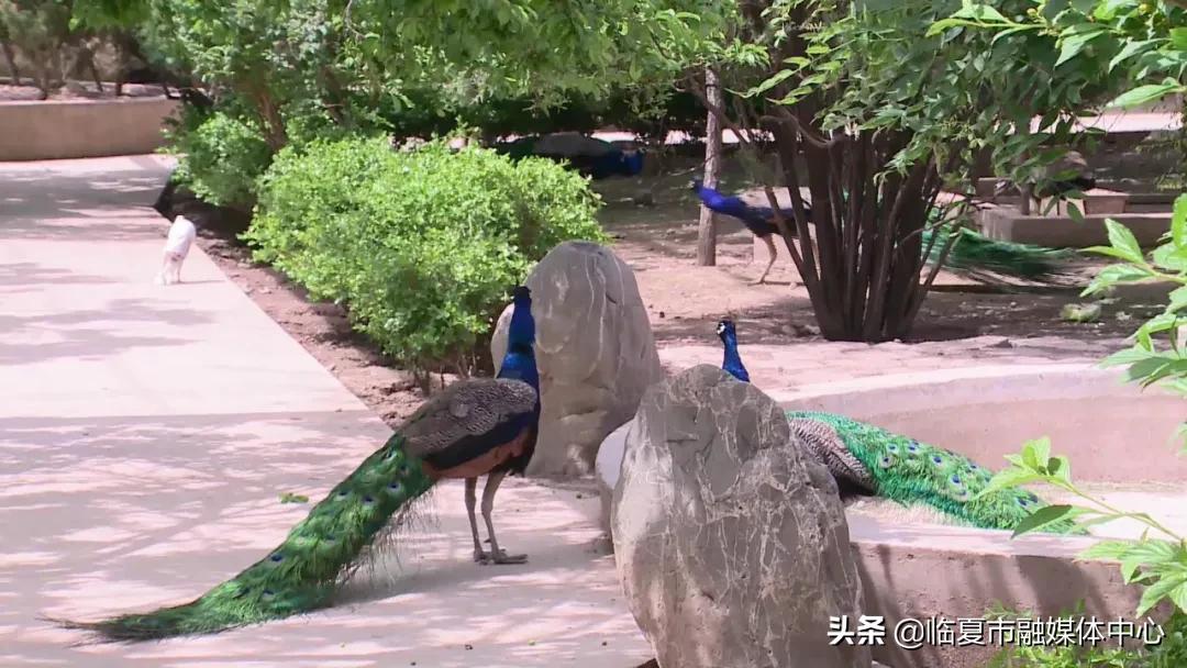 探索动物世界的奥秘,动物百科题库App的详细解析 探索动物世界的奥秘,动物百科题库App的详细解析