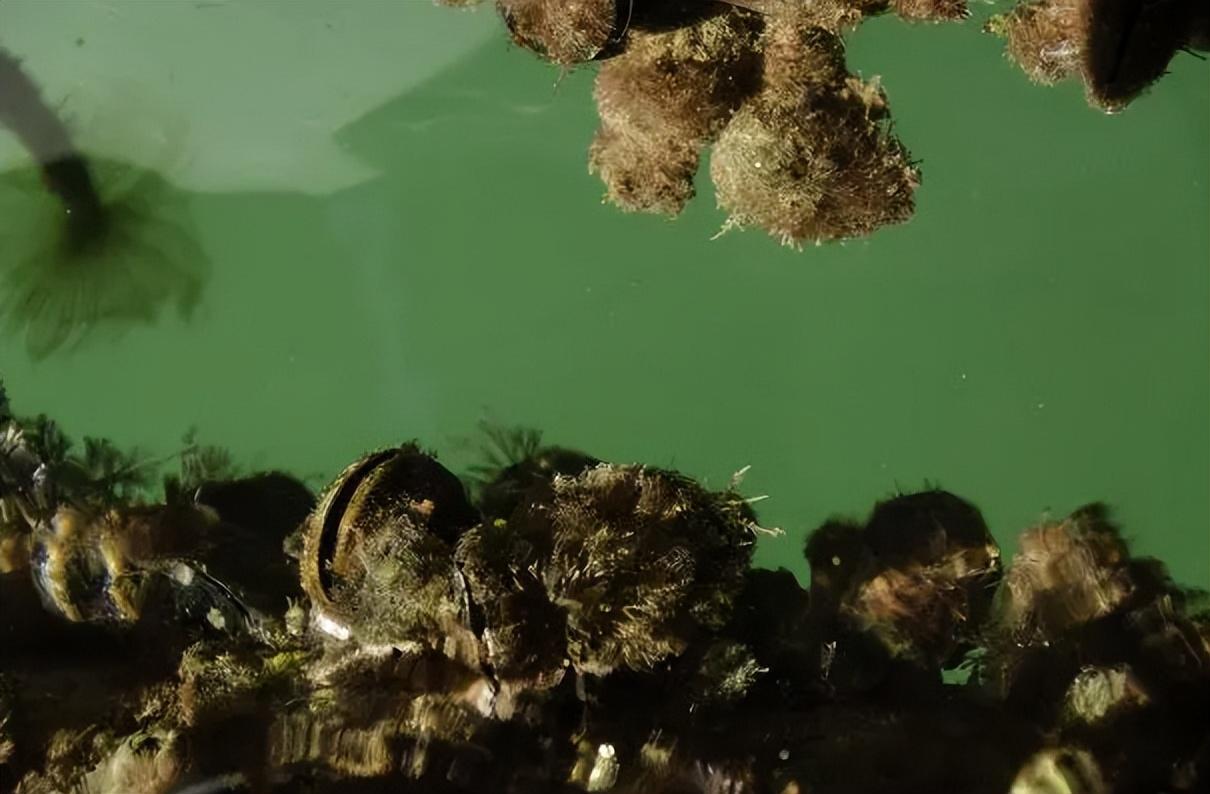 探索动物世界的奥秘,动物百科题库App的详细解析 探索动物世界的奥秘,动物百科题库App的详细解析