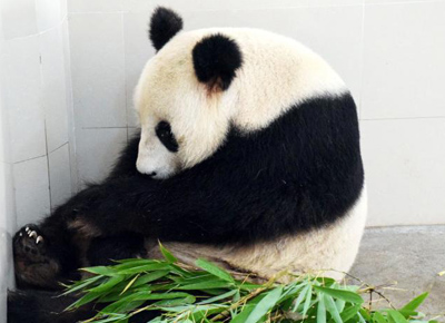 山西熊猫与知识产权，保护与创新的双重奏