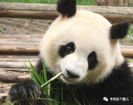 山西熊猫与知识产权，保护与创新的双重奏