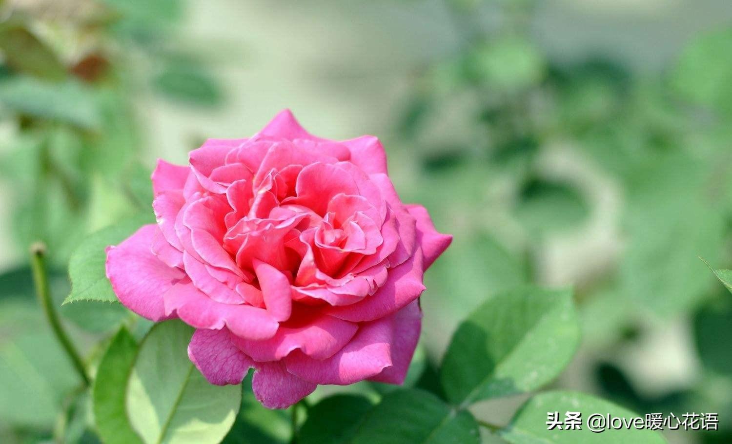 花的寓意与花语，解读花卉背后的语言