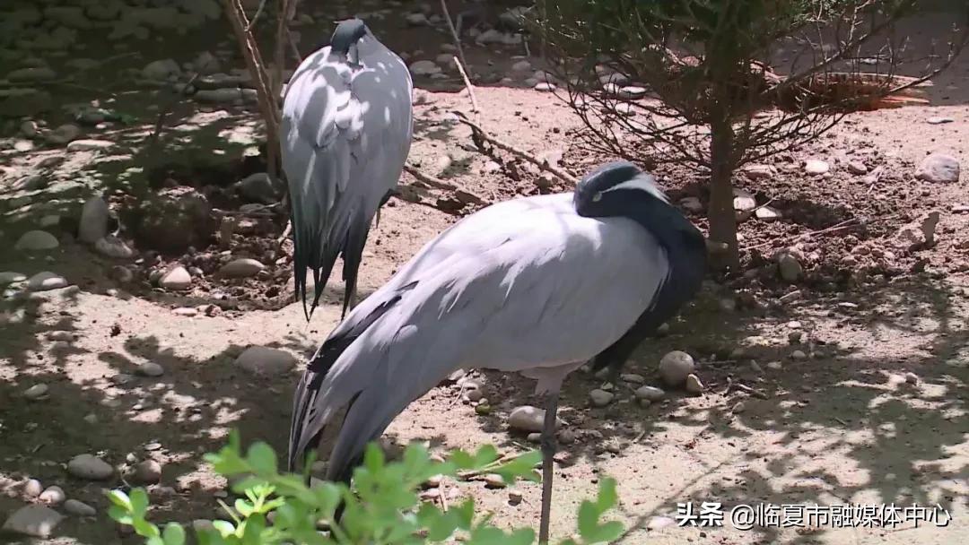 动物百科，探索动物世界的奥秘
