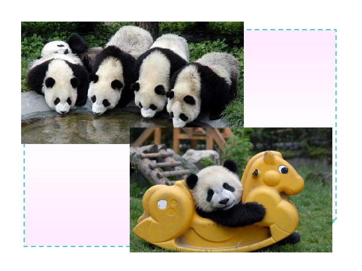Panda Cats:Unveiling the Coolest Cold Facts