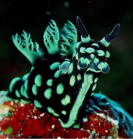大全，探索自然界的奇妙生物