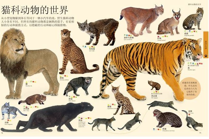 动物百科大全，探索自然界的奇妙生物