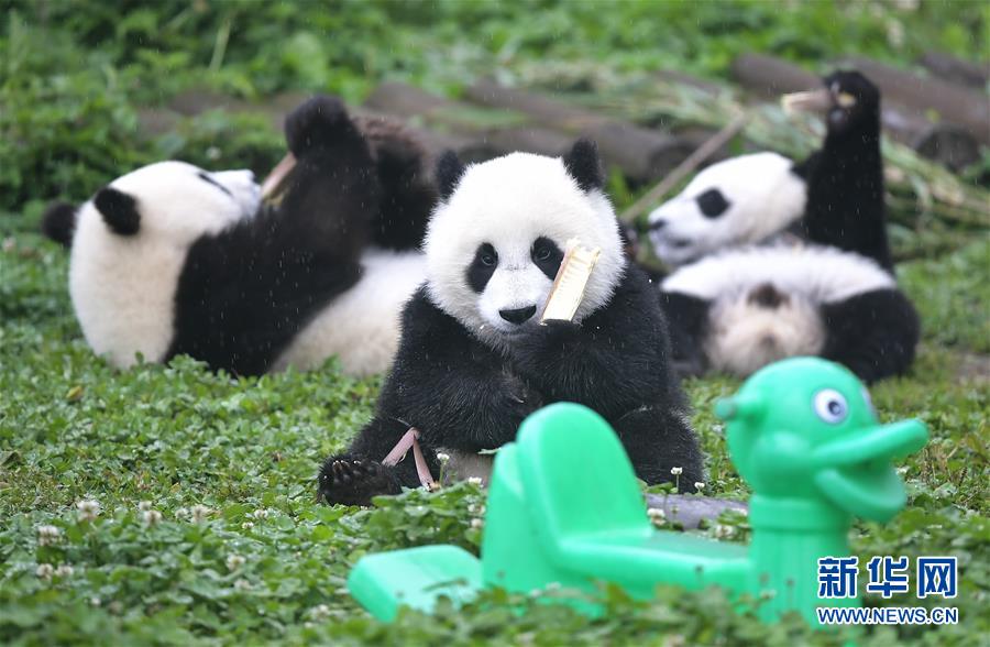 熊猫冷知识大全，探索这些可爱生灵的神秘世界