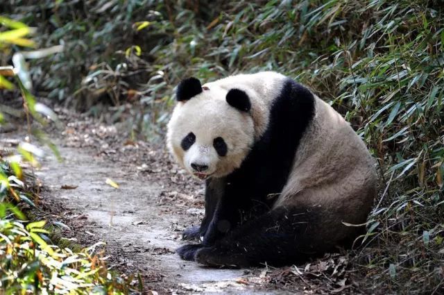 熊猫冷知识大全，探索这些可爱生灵的神秘世界