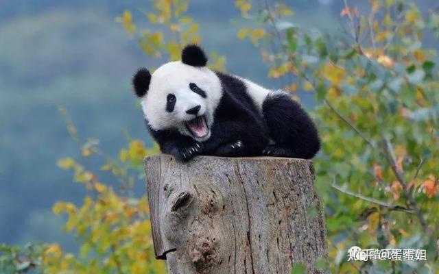 揭秘熊猫的冷知识，这些你可能不知道的趣闻