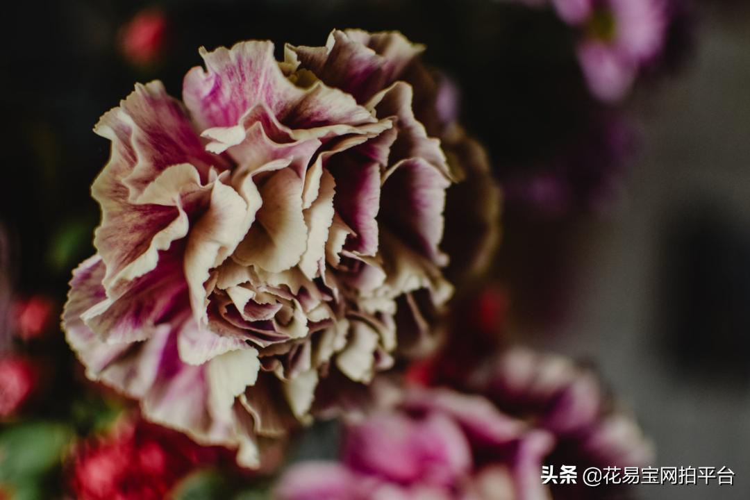 花与花搭配的花语和寓意，传递情感的艺术