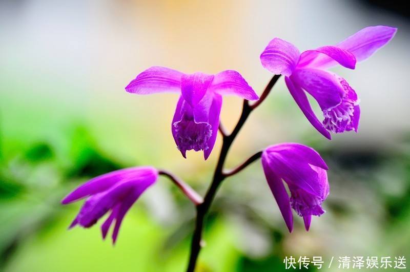花与花名，自然界的语言与文化传承