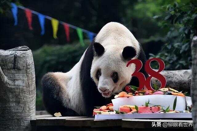 揭秘熊猫，一般人不知道的趣味知识