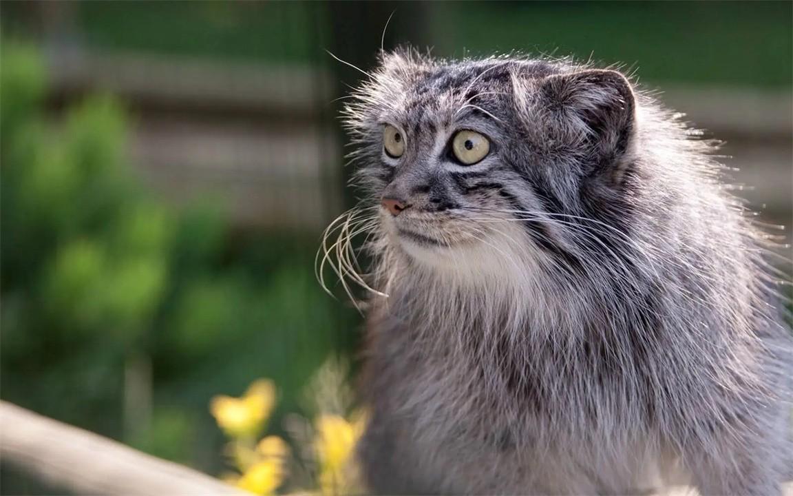 揭秘熊猫，一般人不知道的十大熊猫知识