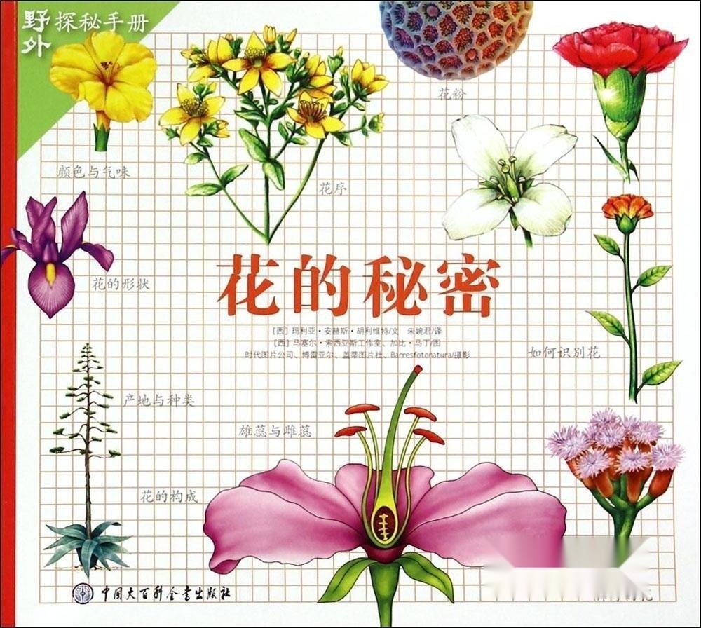 花花，探索这朵神秘之花的奥秘