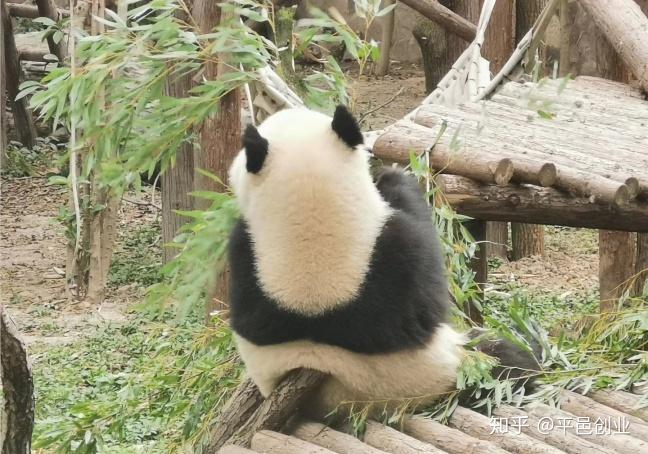 熊猫的奥秘，了解这些迷人的生物