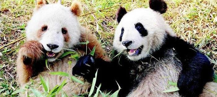 熊猫，自然中的黑白精灵