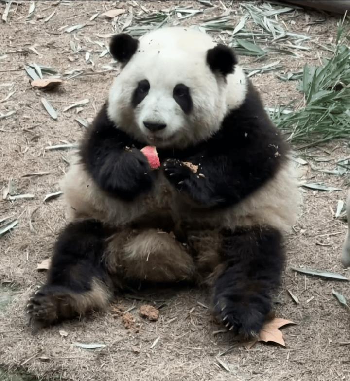 熊猫，自然中的黑白精灵