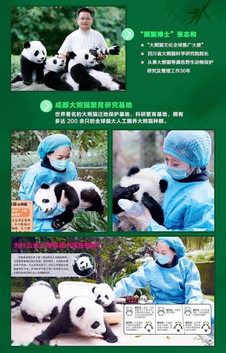 探索熊猫王国，熊猫知识科普视频全解析
