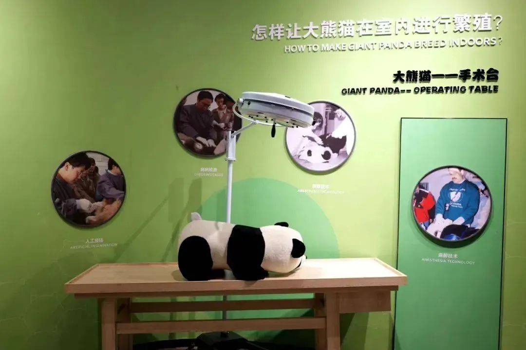 熊猫知识科普，保护与教育的双重使命