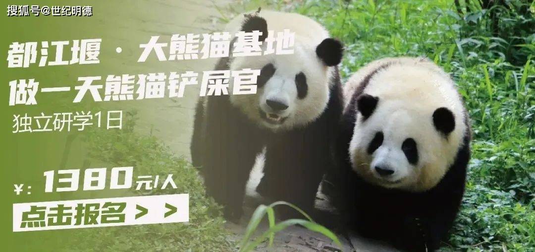 熊猫知识科普，保护与教育的双重使命