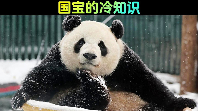 熊猫知识科普，了解国宝的神秘世界