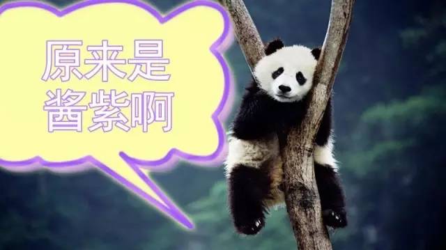 熊猫知识科普，了解国宝的神秘世界