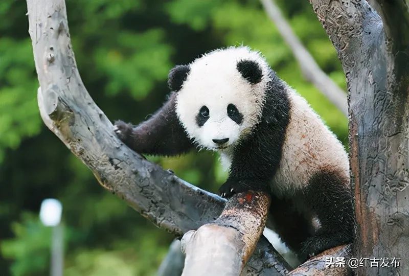 熊猫科普知识大全，了解国宝的奥秘