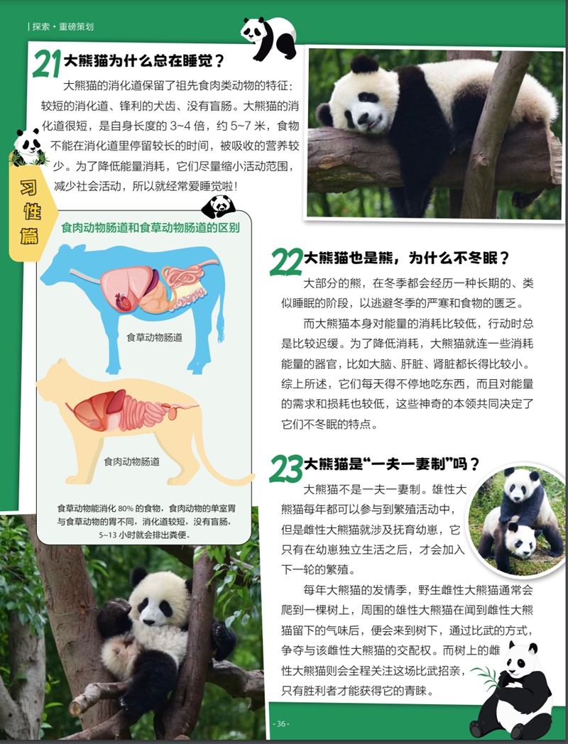 熊猫科普知识大全，了解国宝的奥秘
