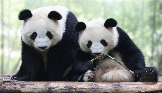 熊猫，中国的国宝与生态保护的使者