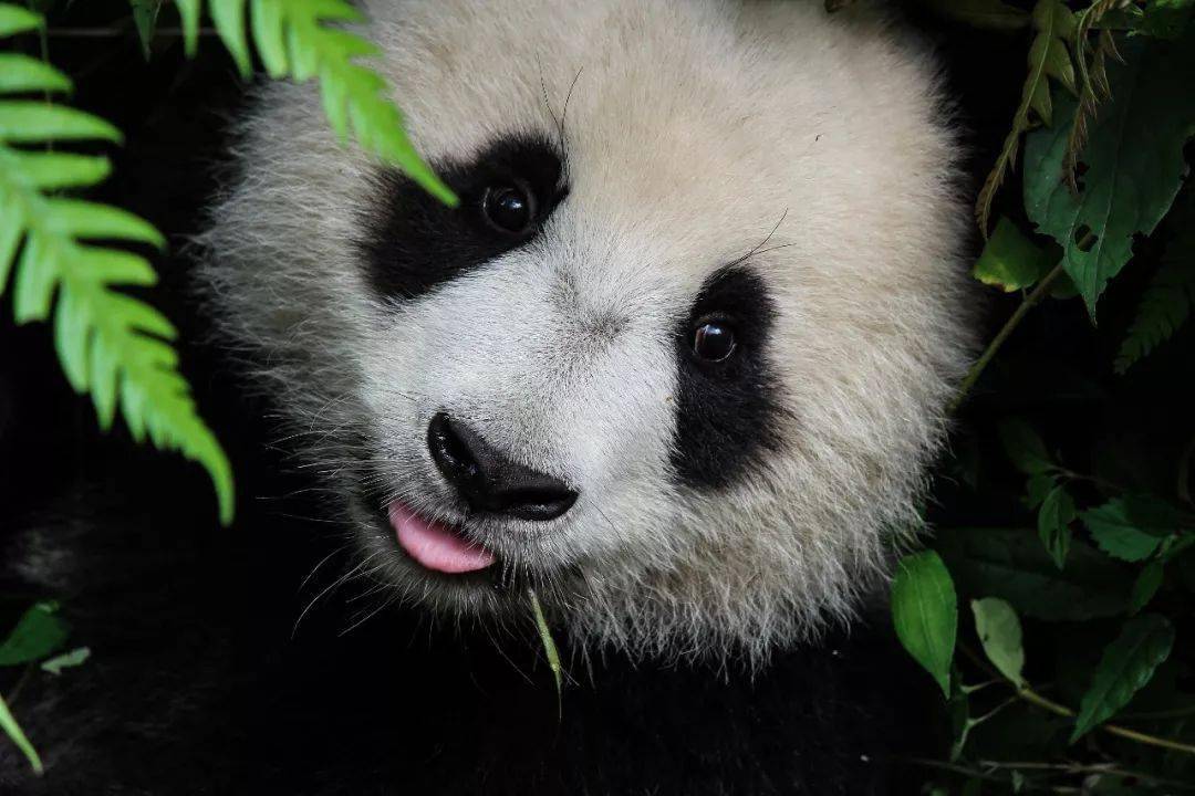 熊猫的冷门知识，揭秘这些黑白萌物的神秘面纱