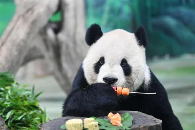 熊猫的冷门知识，揭秘这些可爱动物的神秘世界