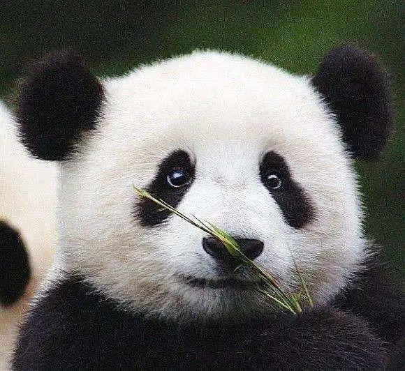大熊猫的冷门知识，不只是黑白的萌物
