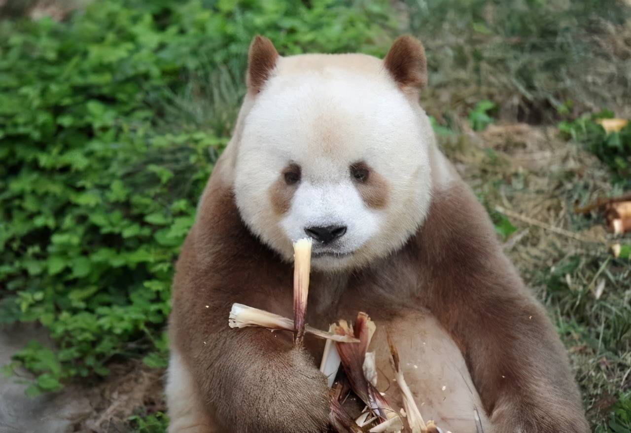 大熊猫的冷门知识，不只是黑白的萌物