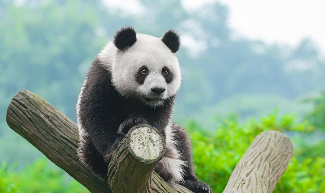 大熊猫的冷门知识，不只是黑白的萌物
