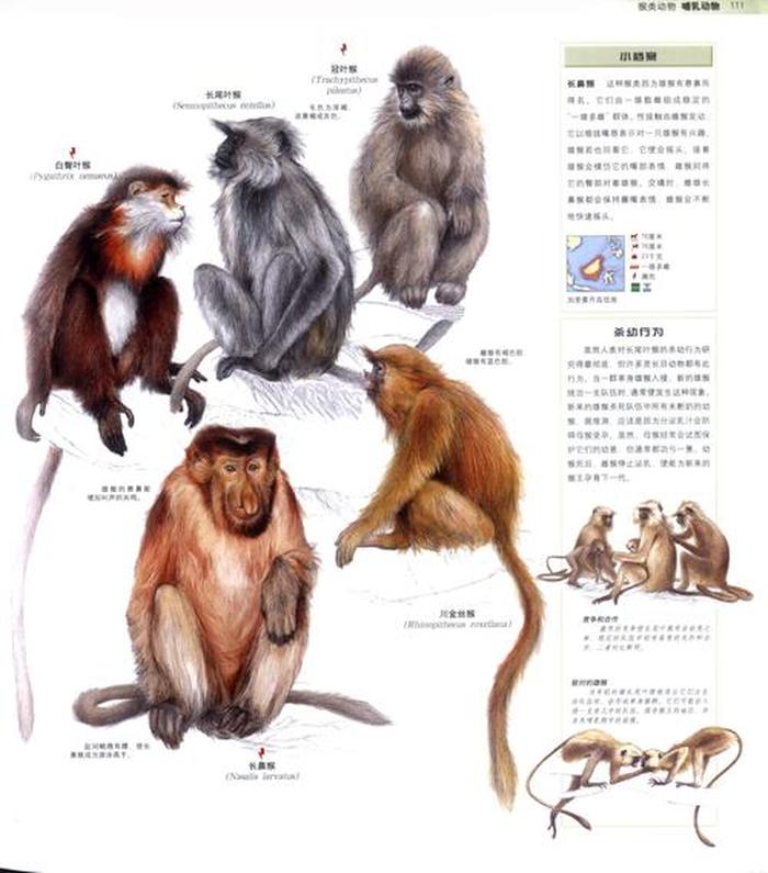 动物百科常识选择题解析，探索自然界的奇妙生物