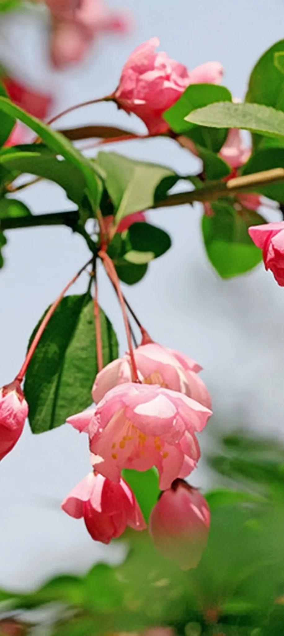 与花在一起的美好，探索花朵的治愈力量