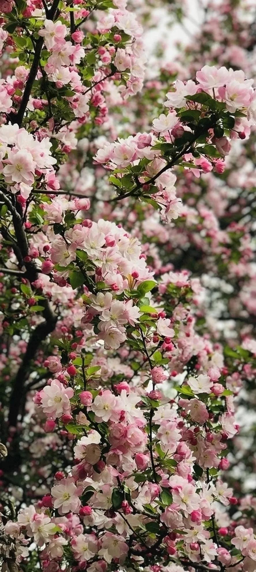 与花在一起的美好，探索花朵的治愈力量