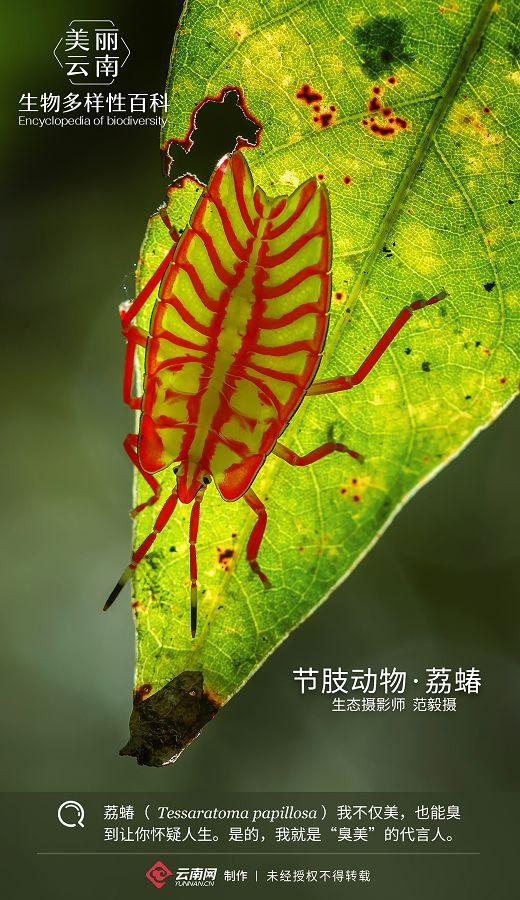 动物百科知识大全视频，探索自然界的奇妙生物
